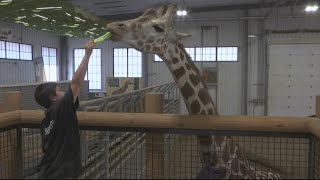 Roosevelt Park Zoo expands with new African Plains Pavilion
