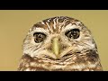 Bird Photography Course Quiz