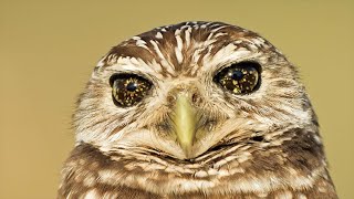 Bird Photography with Melissa Groo | Bird Academy screenshot 4