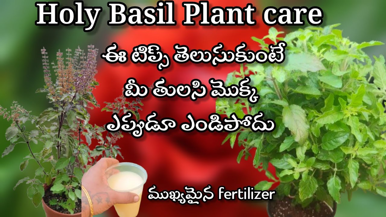 Tulsi plant care tips|Grow Bushy Holy Basil|