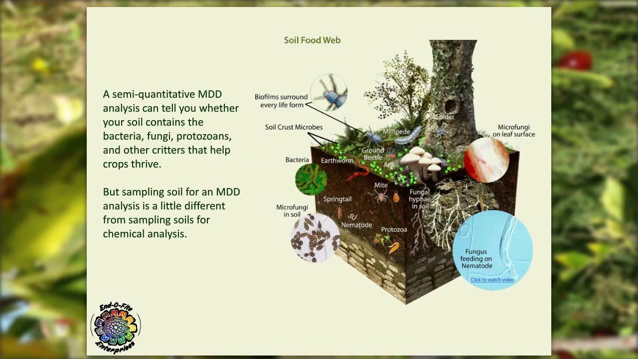 How to Prepare a Soil Sample for a Microbial Density and Diversity (MDD