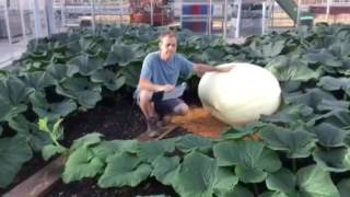 14 How are the pumpkins doing
