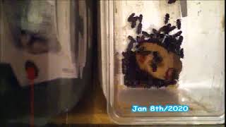 Mealworm Beetle Timelapses 2020 Part #51,052 3