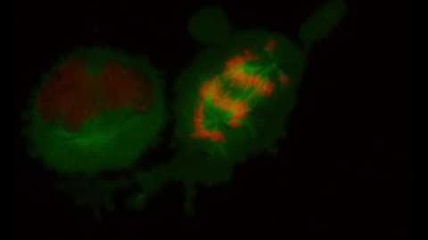 4Dcell Confiner - Division