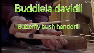 Making a notchless ember with hand drill method (Buddleja davidii hand drill)
