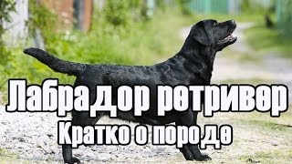 Лабрадор ретривер краткое описание породы Лабрадор ретривер краткое описание породы