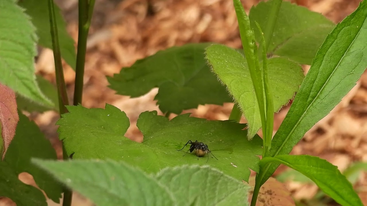 Auplopus carbonarius