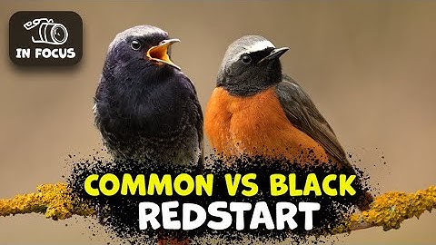 Bird Identification Guide: COMMON REDSTART vs BLACK REDSTART