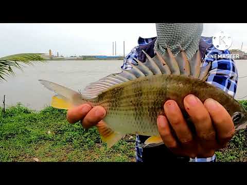 Video câu cá sông Trà Lý cá cắn liên tục gặp toàn cá tráp to. - youtube