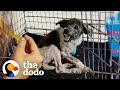 Snappiest puppy becomes biggest cuddle bug  the dodo