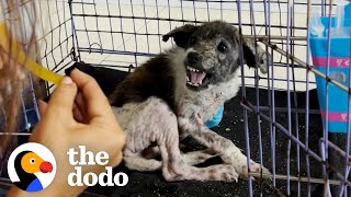 Snappiest Puppy Becomes Biggest Cuddle Bug | The Dodo