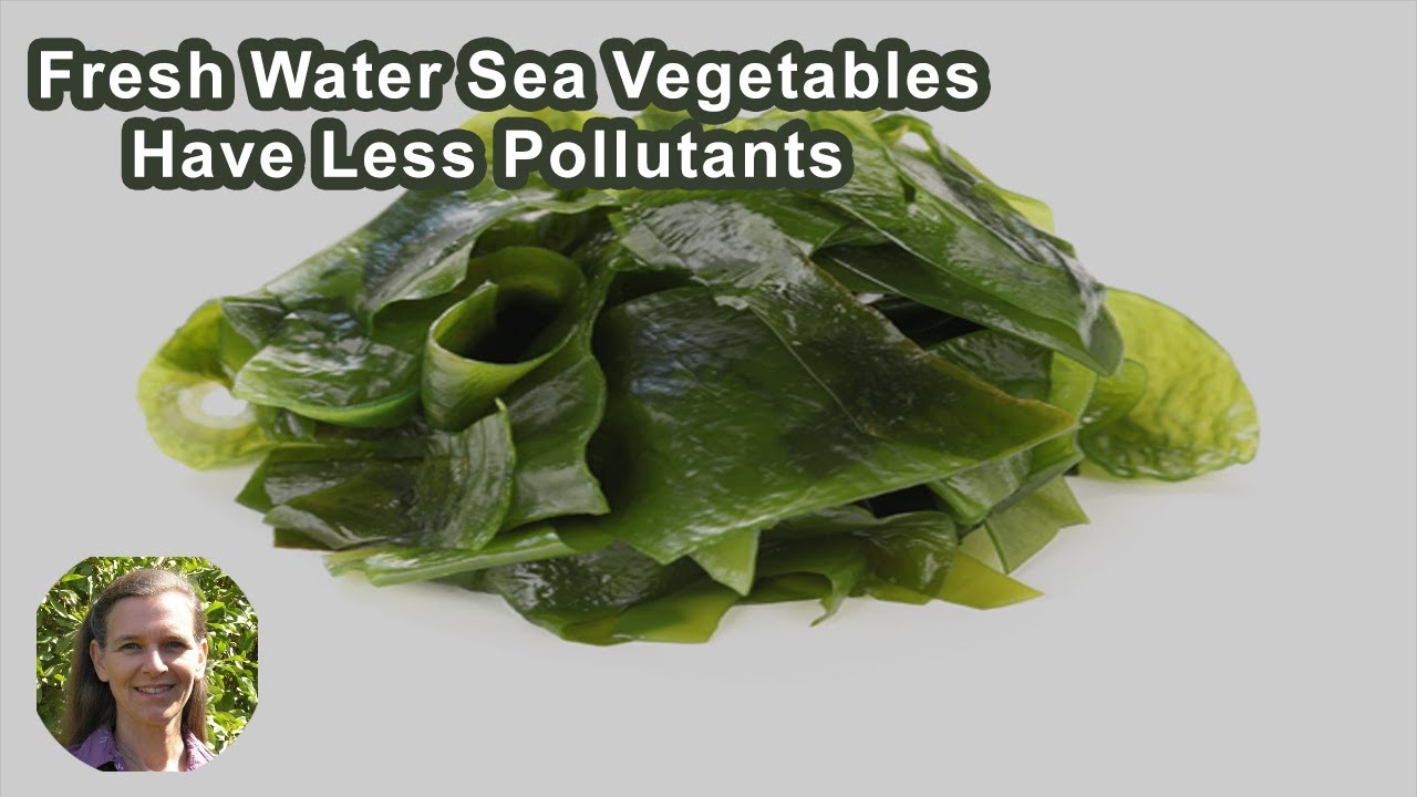 Do Fresh Water Sea Vegetables Have Less Pollutants? YouTube