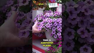 Neo Calibrachoa from Selecta One