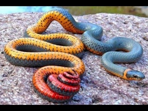ТОП САМЫХ ОПАСНЫХ ЗМЕЙ АВСТРАЛИИ! ДОКУМЕНТАЛЬНЫЕ ФИЛЬМЫ