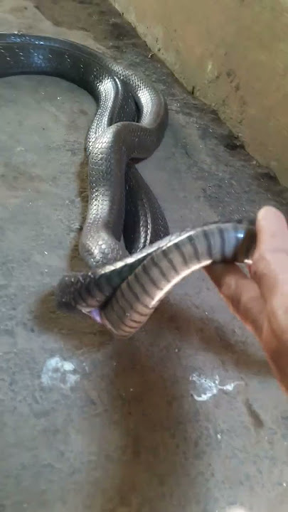 AKHIRNYA KING COBRA KAWIN DI DEPAN RUMAH @sabaalam025  #ularliar #kingcobra