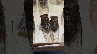 A quick look at a collection of cicadas from French Guiana