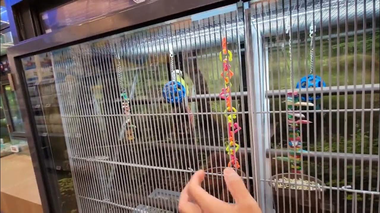 birds at PETCO shorts YouTube