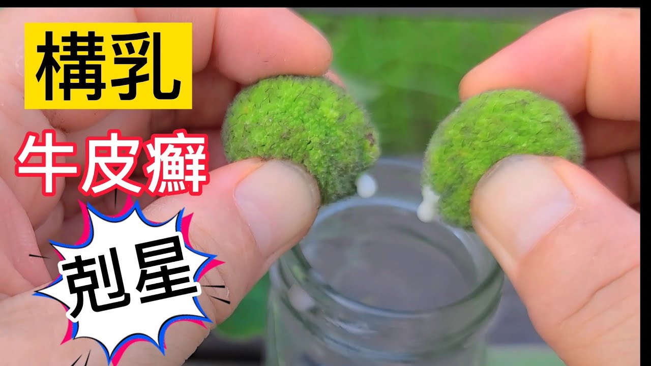 構乳如刀❗牛皮癬剋星 ❗構樹乳汁如何用❗治好我的富貴手【還魂湯】熬煮洗去頑固皮膚病