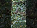 Peace, tranquility and nature ♥️ #nature  #love #peace #squirrel
