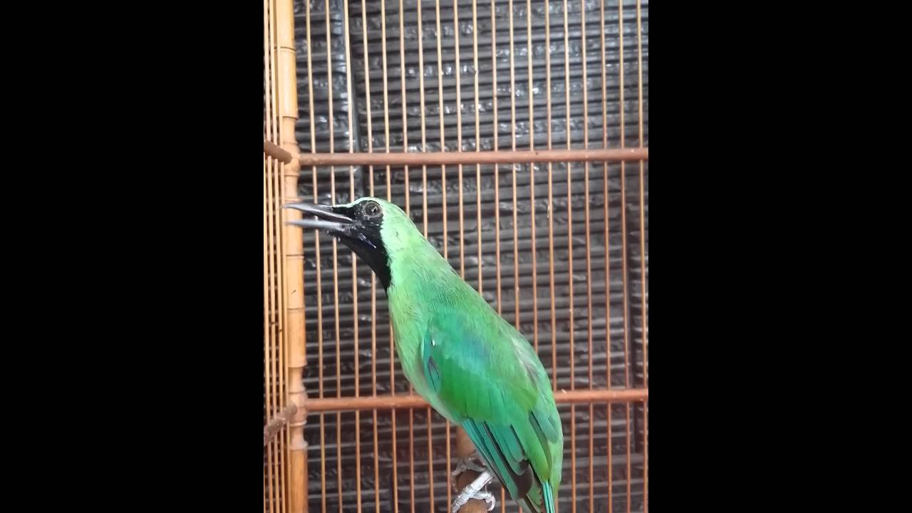 Burung cak ijo banyuwangi jinak 