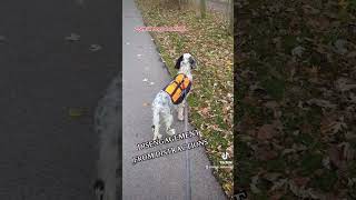 Rewarding anything and everything I desire from my dog! #dogtraining #englishsetter