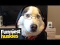 Huskies are my Spirit Animal | Ultimate Husky Compilation 2019