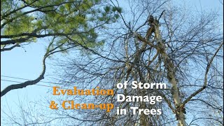 Evaluation & Clean Up of Storm Damage in Trees