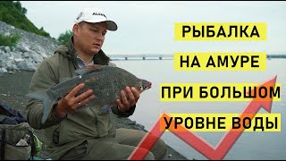 Рыбалка на Амуре при большом уровне воды