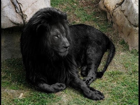 What are some facts about black jaguars?