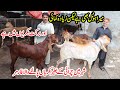 Sialkoti Goats And Nagri Goats Farming Tips | Goat Farming in City Area | Goat Farming Business