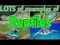 Reptile Identification Quiz