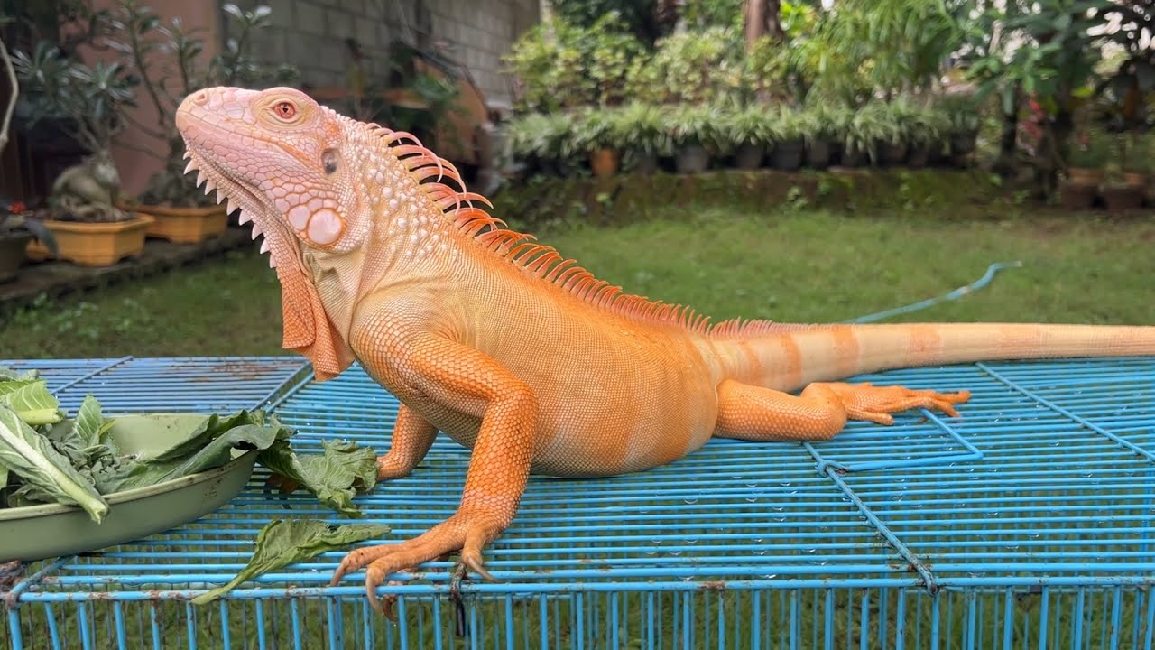 Keindahan red albino iguana | ASMR satisfying alam yang asri.