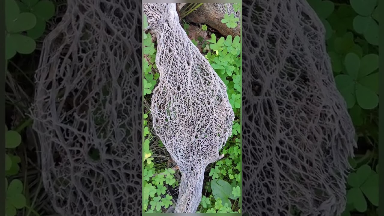 📷 Wonders by Nature💚