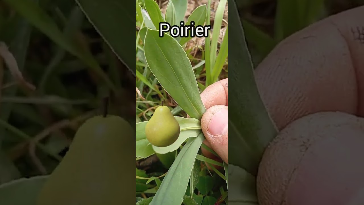 نتائج تطعيم الإجاص على الزعرور البري #2026 #pear #grafting #poiri#fruit #nature #bio #اكسبلور #زراعة