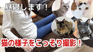 飼い主が昼寝をしたときの猫たちの行動を撮ってみた