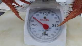 (焼肉兆)ジャンボ、活け毛ガニ入荷