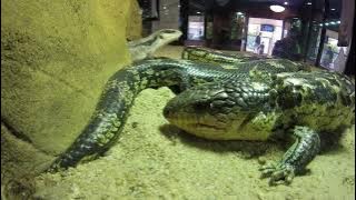 🅾🆉 🅱🅸🆁🅳🆂  - blue tongue lizard