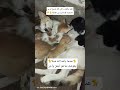 إنقاذ حياة قطة صغيرة دفء احتواء قلب رحيم اكسبلور ذكر الله الرحمن Cat المصحف Song قطط 