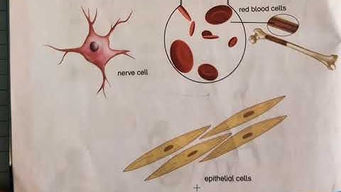 Lecture # 1, Class  4 , Science , Chapter # 1 ,The Human Body