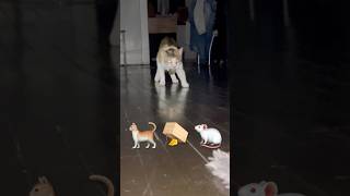 Cat catches mouse #cat #catches #mouse #short #felinebehavior #mousehunt #prowl #catandmouse #foryou