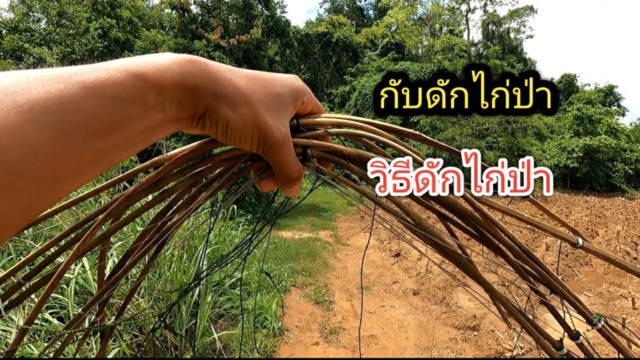 #กับดักไก่ป่าได้ผล100