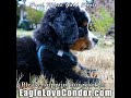 Paul White Gold Eagle 🕉 Rainbow Diamond Conscious Chosen Ones of Infinite Light #paulwhitegoldeagle