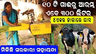 ୧୦ଟି ଗାଈରୁ ଏବେ ୩୦୦ ଲିଟର || How to start dairy farm .