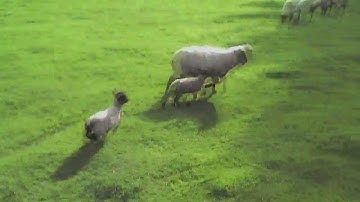 Syma X5C-1 ON Board Video Drone chasing Sheep Learning to Fly