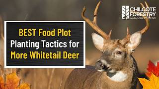 BEST Food Plot Seed Mixes & Planting Tactics for More Whitetail Deer