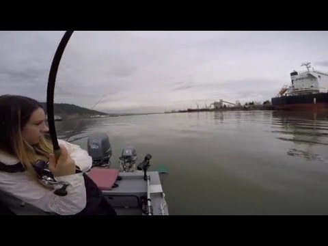 How to catch Sturgeon February 26, 2016 (Squid/Herring/Anchovy