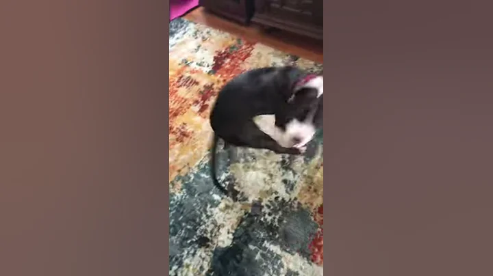 A year of chasing our tails is just too much!