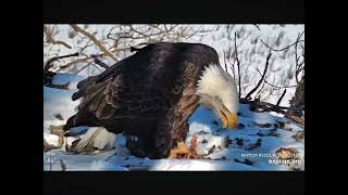 Decorah Eagles Compilation of DNF With a Pheasant Meal 01.15.2024 (explore.org)