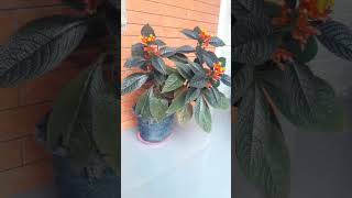 Download Lagu #SHOTRS#pepatah lukaku berdarah# MP3