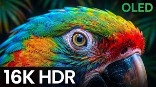 16K HDR 60FPS • Breathtaking Wild Animals (Animal Planet OLED Demo) Dolby Vision
